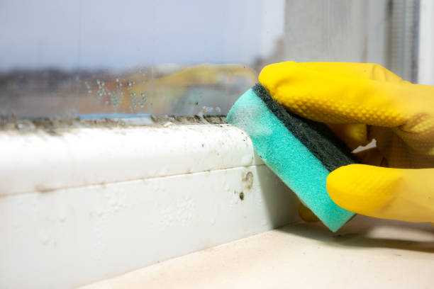 Reliable Wortham, TX Mold Removal Solutions